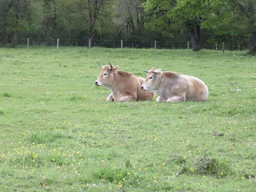 Bovins en couple. Race nantaise