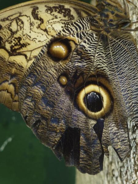 Ce fragile insecte trompe son monde : ces yeux inquiétants troublent l'oiseau ennemi.