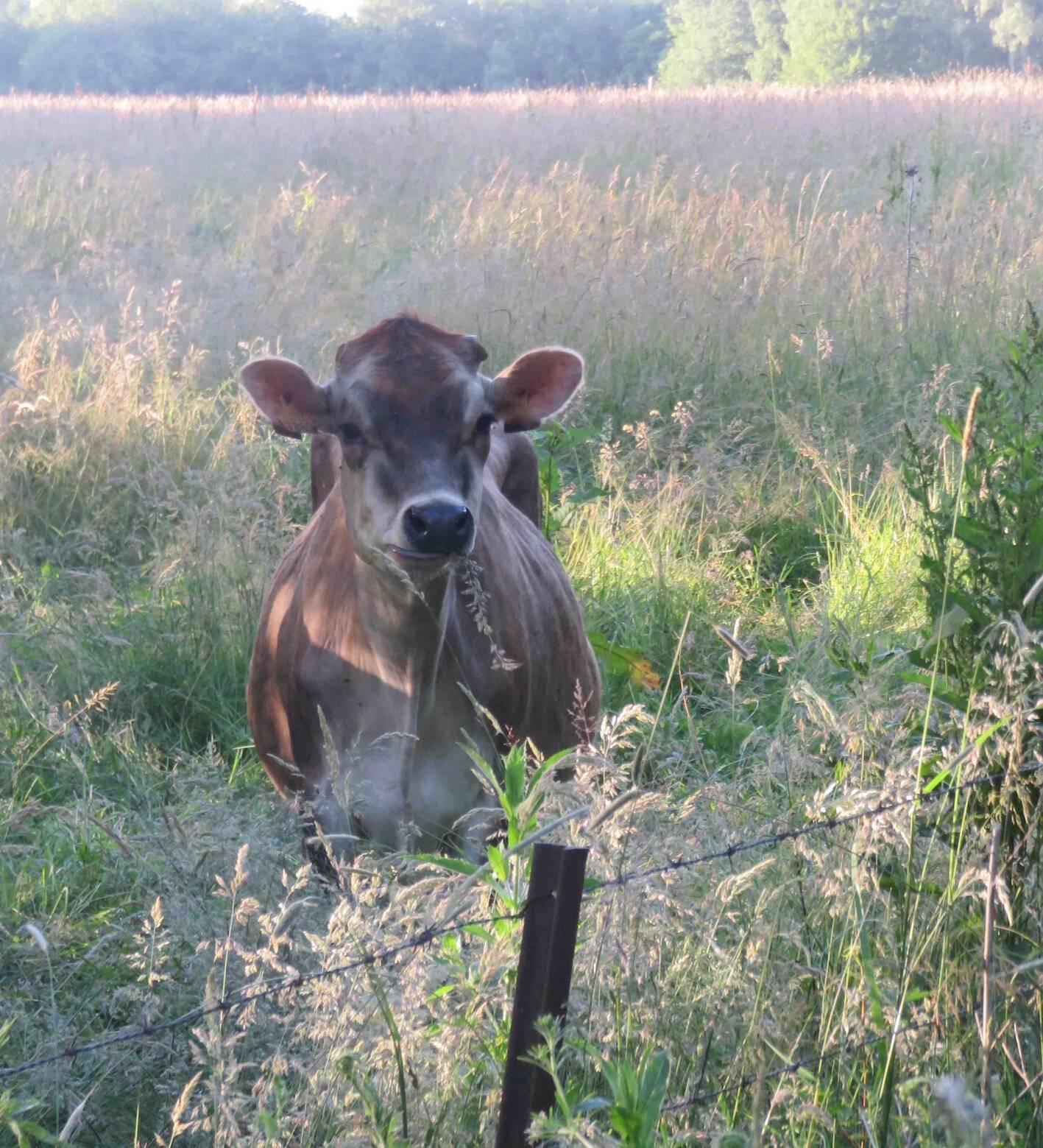 Vache jersiaise Hommage à un éleveur défricheur, Bernard, du Maine et Loire.