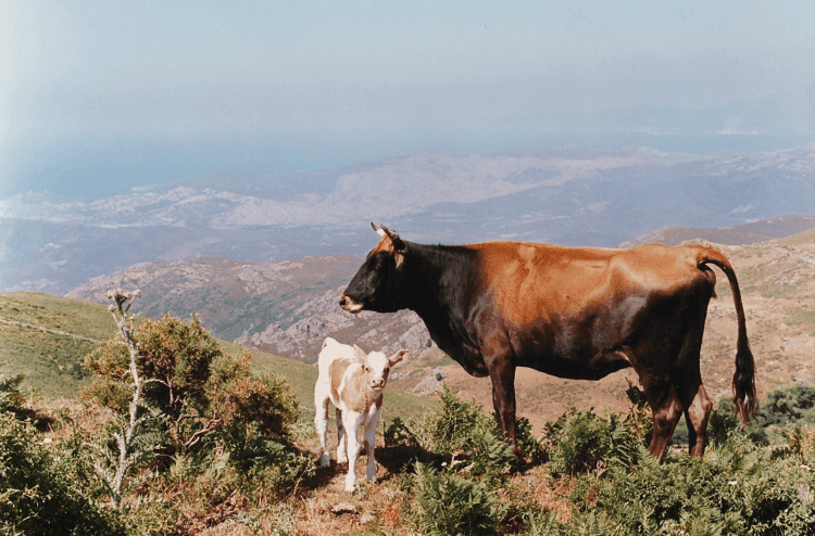 Une vache corse