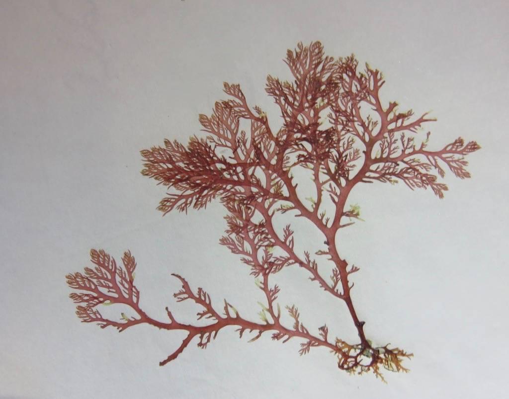 Ce n'est pas un arbre, c'est une algue rouge, mais c'est pareil.