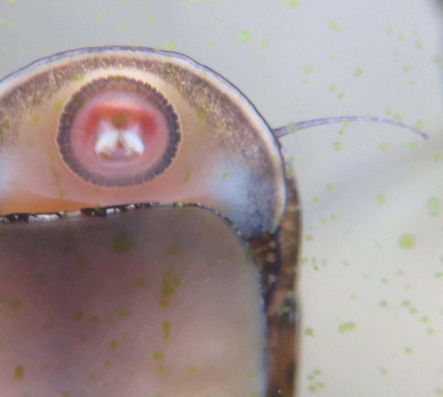 Drôle de dentition d’un escargot d’eau douce, Neritina.