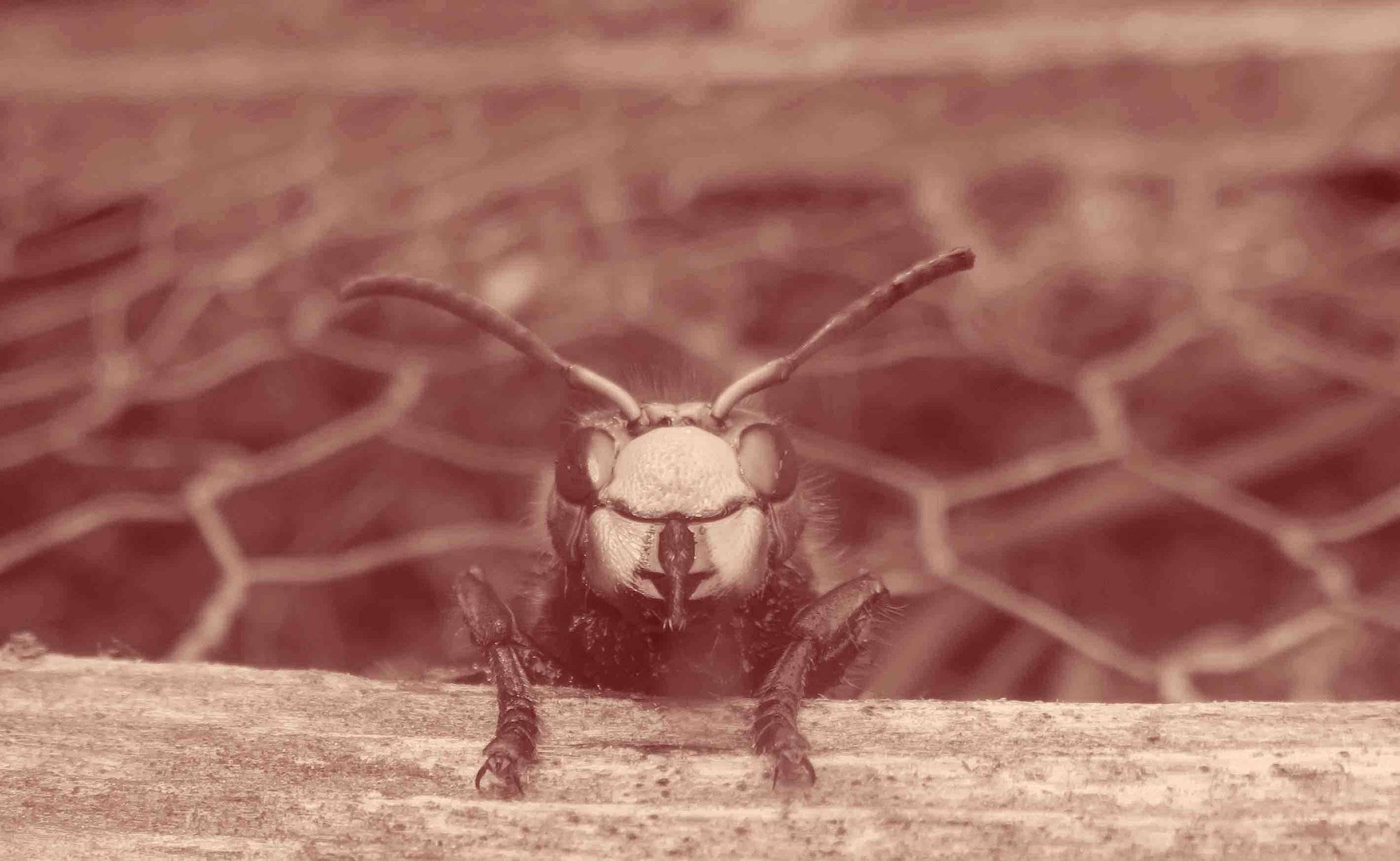 Coucou me voilou ! Je suis un petit frelon ! Mais je suis un frelon local !