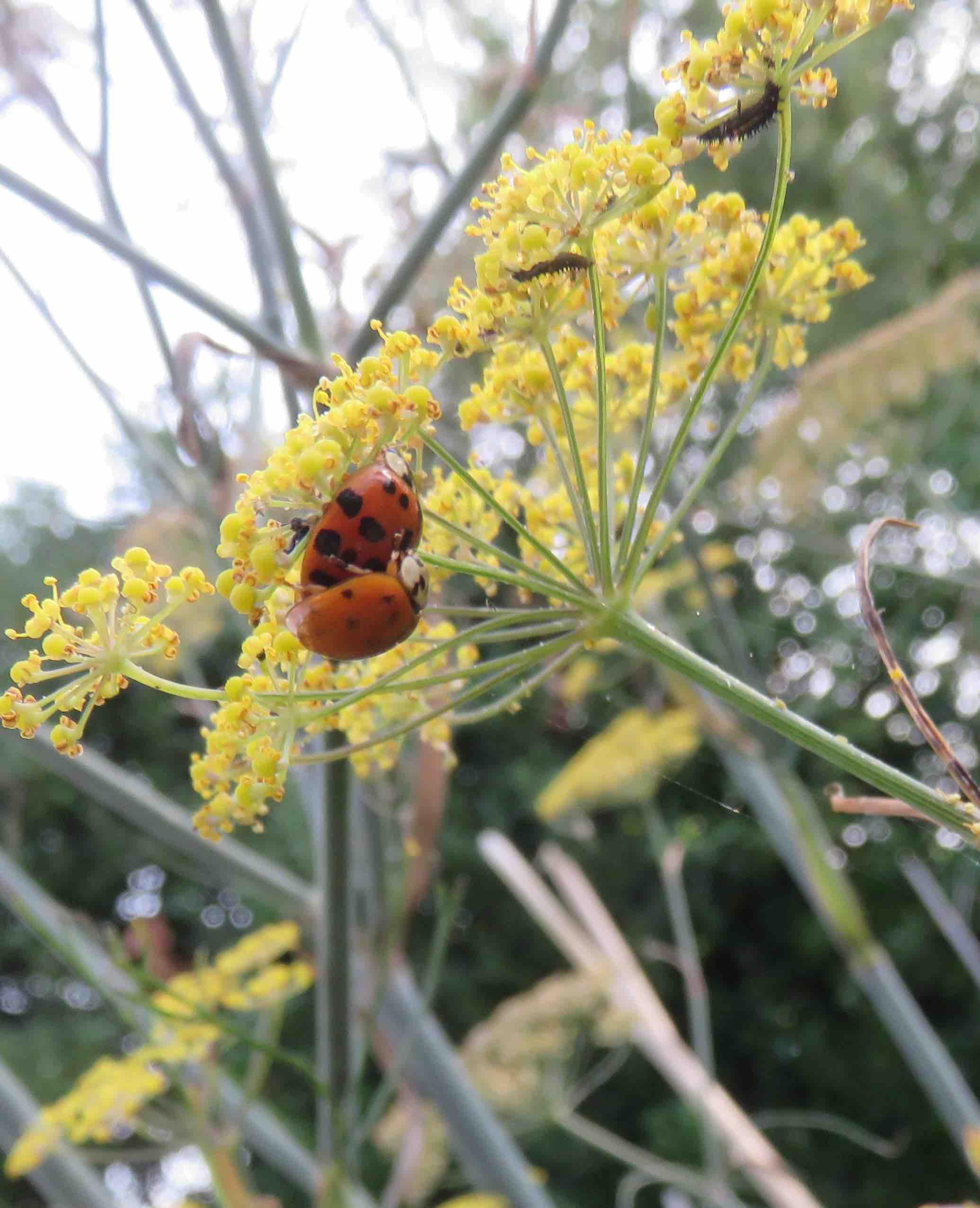 Coccinelles, larves et adultes . Cette année là les bêtes à bon dieu furent maudites. De gentilles bestioles mangeuses de pucerons, elles furent rétrogradées au niveau de coléoptères insupportables genre doryphore.