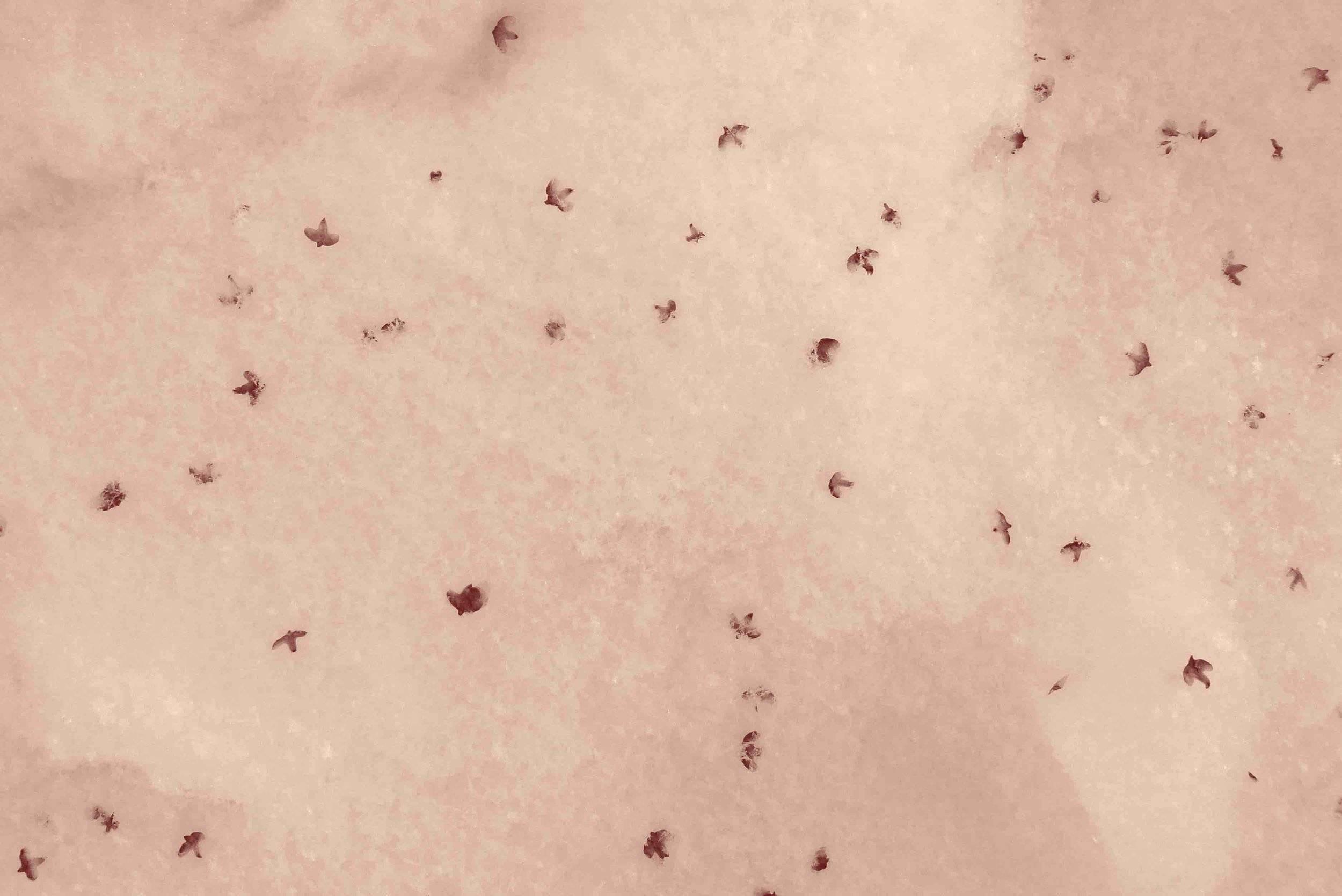 Vol de graines sur neige
