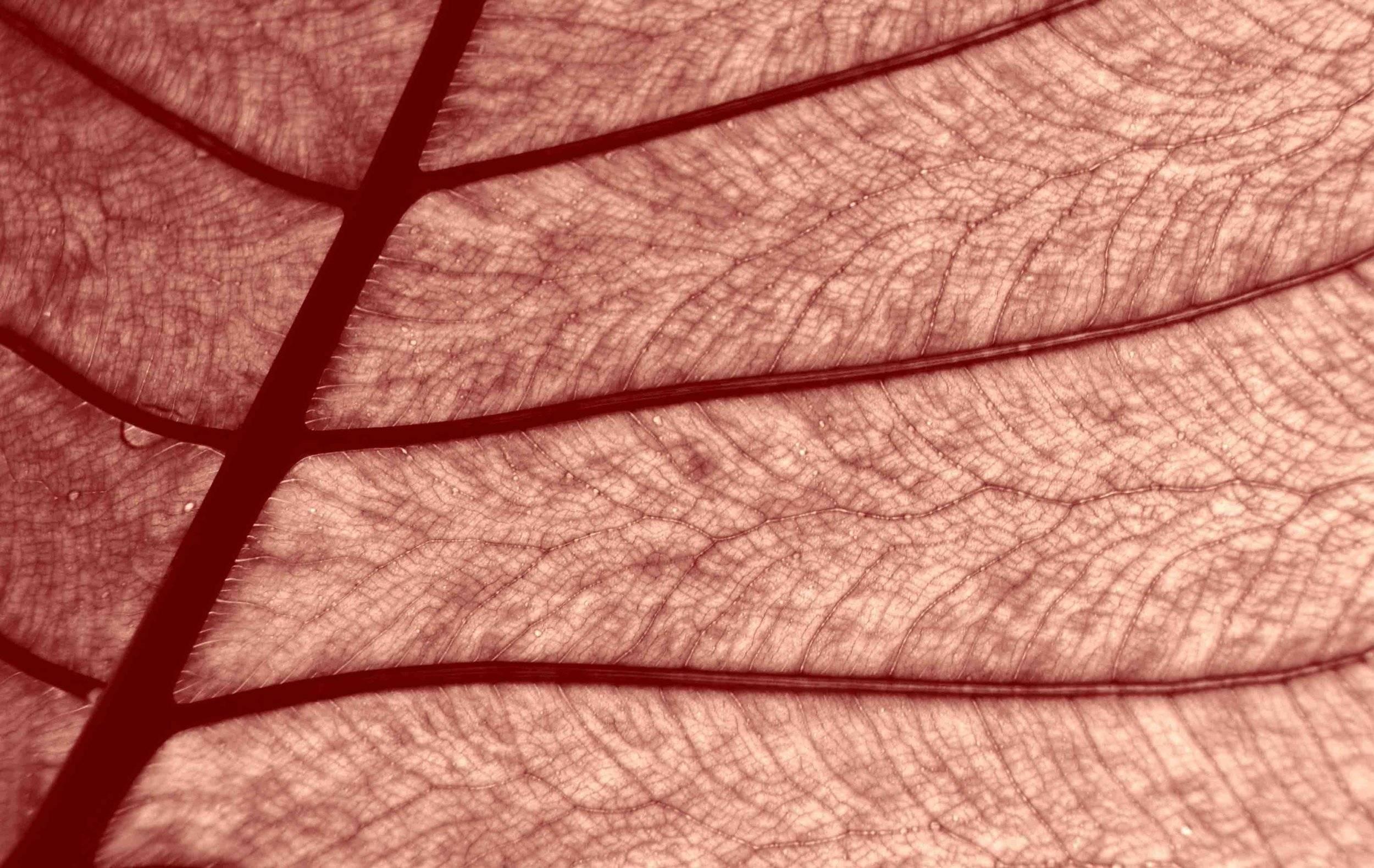 Rouge foliacé