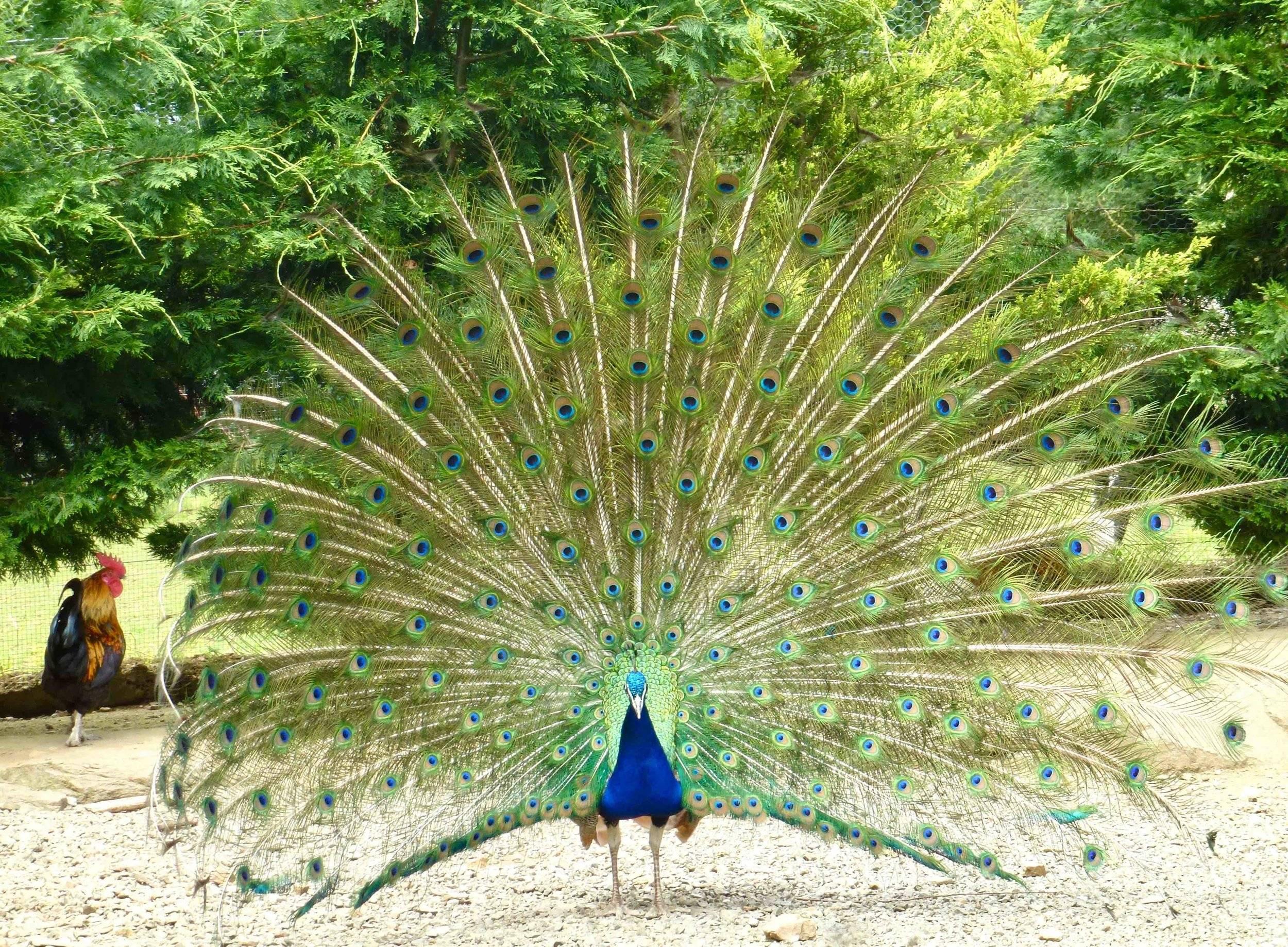 Le paon est incontestablement un chef d oeuvre de beauté ostentatoire. Le coq gaulois à côté peut aller se rhabiller, avec son plumage pourtant somptueux, ses crêtes qui en jettent, et son cri puissant.