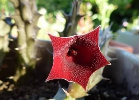 Stapelia