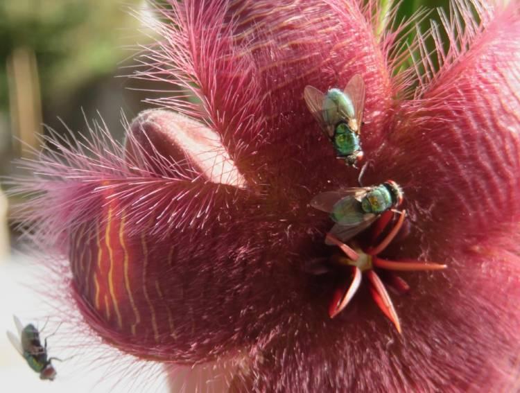 Cette magnifique Stapelia pue : sitôt éclose, elle attire de magnifiques mouches à merde, qui se dépêchent de pondre dans ses poils, en pure perte. Les asticots n'y trouvent rien à manger.