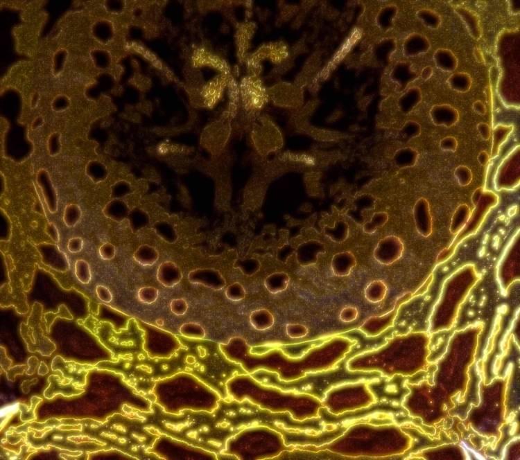 IMG_4090.jpg Guy Grandjean