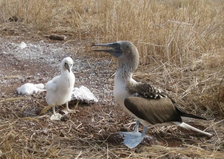 Toutes les créatures vivantes doivent craindre l'homme. Cet oiseau se laisse approcher facilement des hommes : il est complètement fou !D'où son nom : le fou de Bassan, un fou aux pieds bleus. Photo Jean Pierre Grandjean