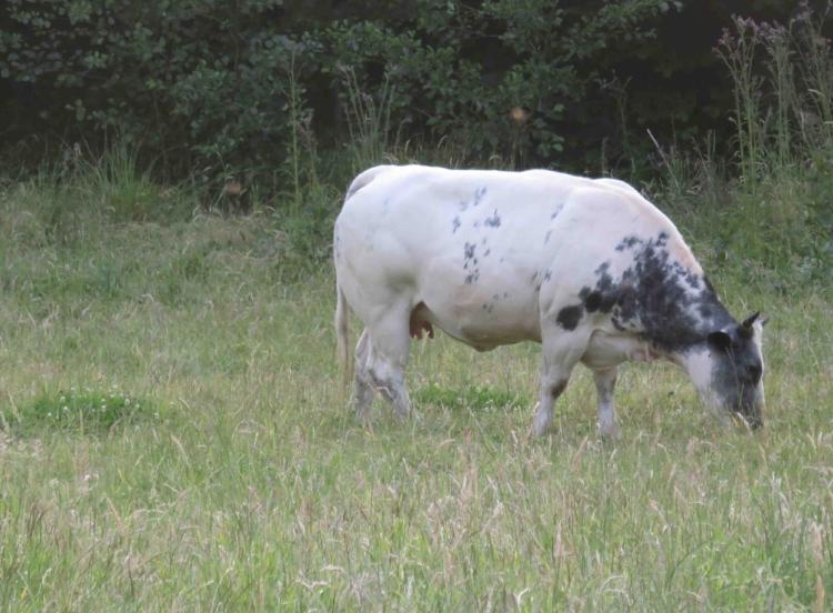 Vache bleue et propre.